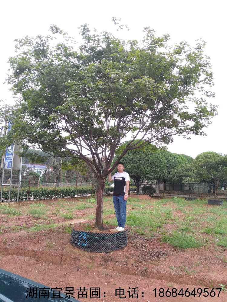 長(cháng)沙苗圃移栽精品原生(shēng)紅(hóng)楓