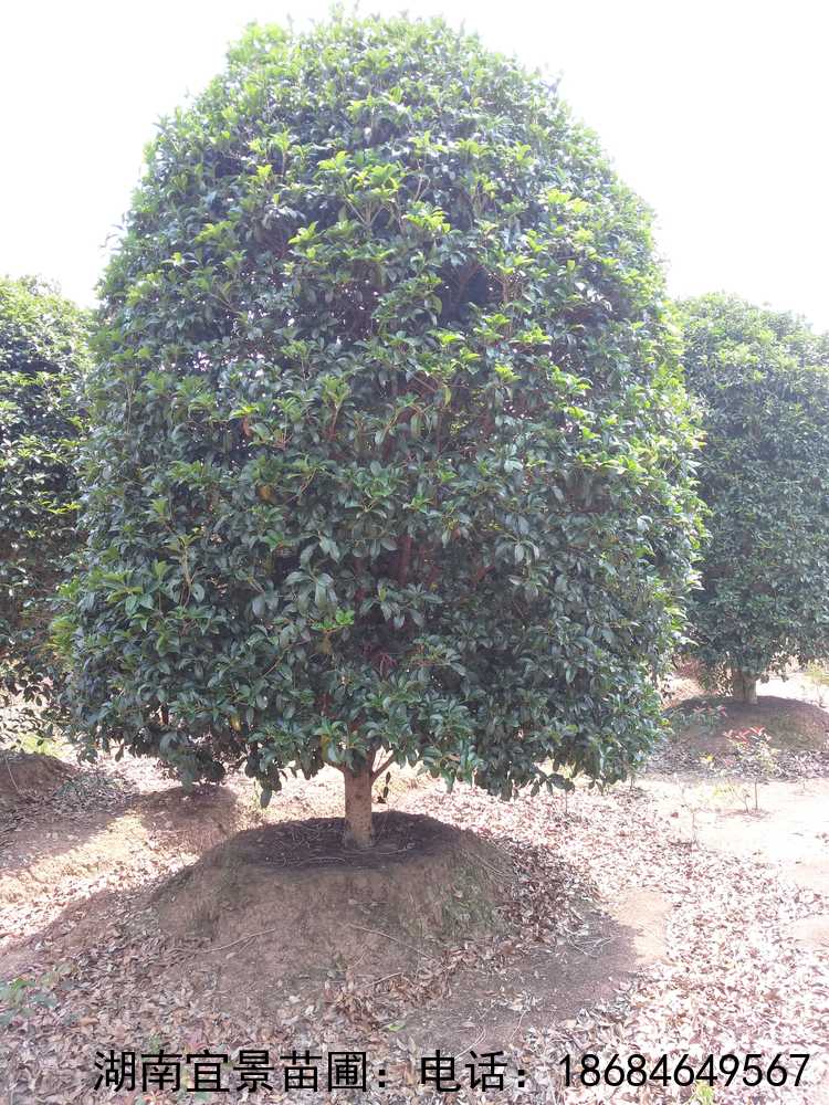 湖(hú)南(nán)長(cháng)沙叢生(shēng)桂花(huā)球精品