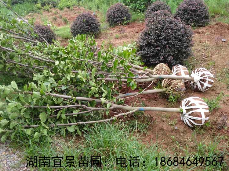 湖(hú)南(nán)苗木(mù)移栽精品紫玉蘭