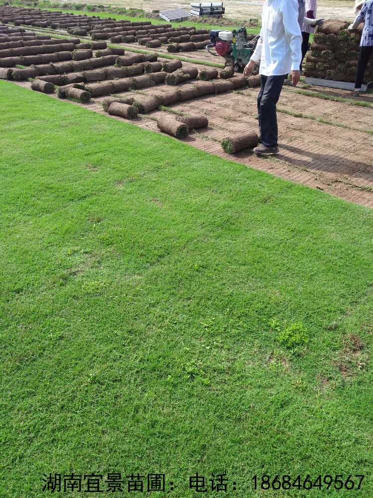 湖(hú)南(nán)長(cháng)沙百慕大(dà)草(cǎo)皮卷