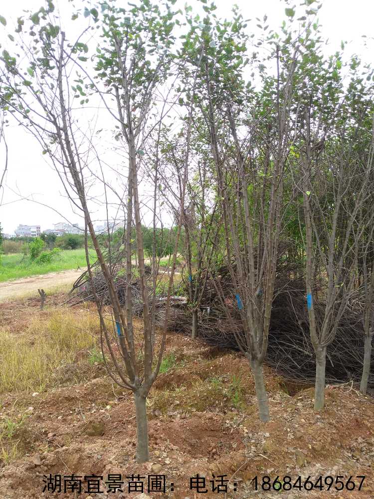 湖(hú)南(nán)移栽西(xī)府海(hǎi)棠