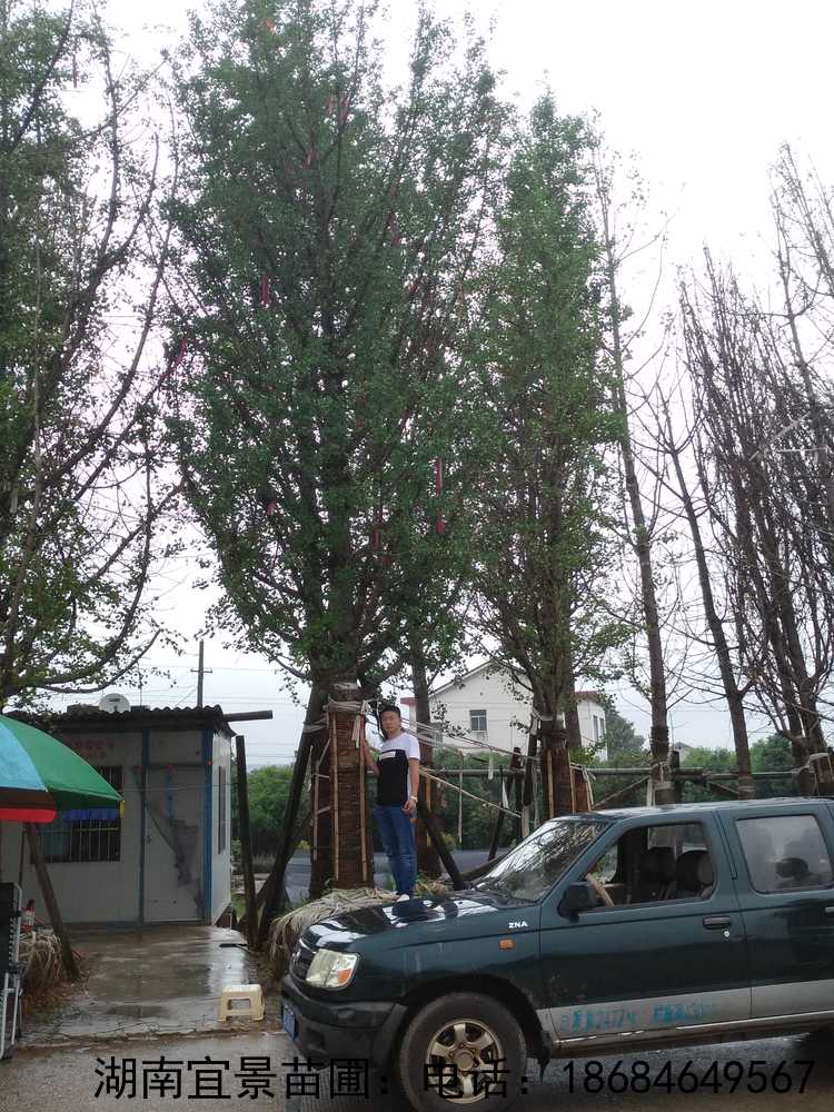 湖(hú)南(nán)精品銀(yín)杏