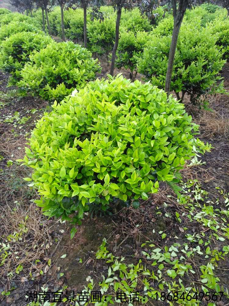 長(cháng)沙苗圃供應金(jīn)森(sēn)女(nǚ)貞球