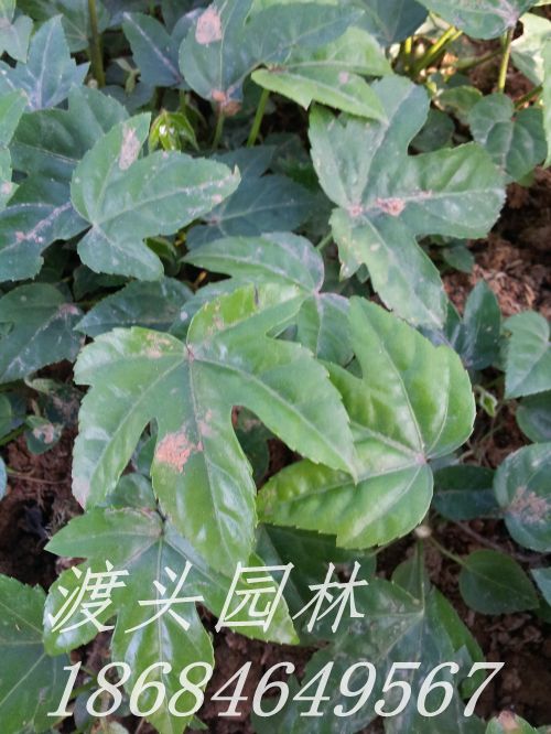 八角金(jīn)盤工(gōng)程苗