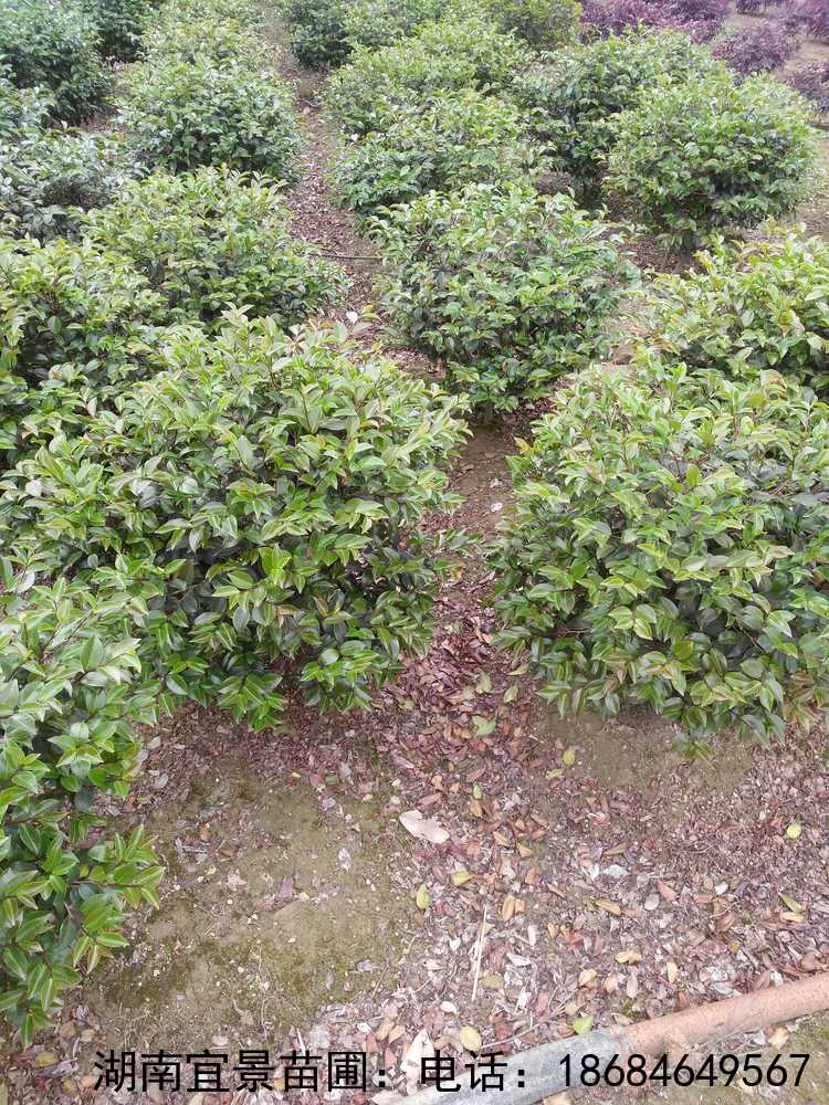 精品茶梅球出售