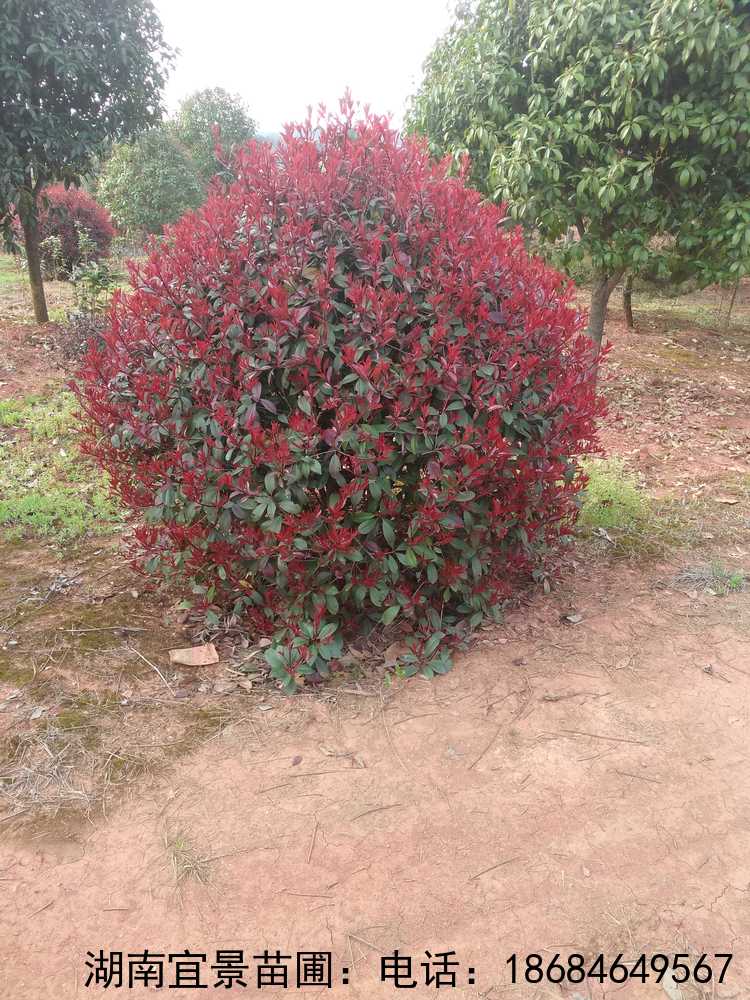 長(cháng)沙苗圃紅(hóng)葉石楠球批發