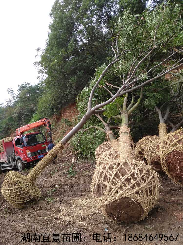 長(cháng)沙苗圃全冠骨架栾樹(shù)