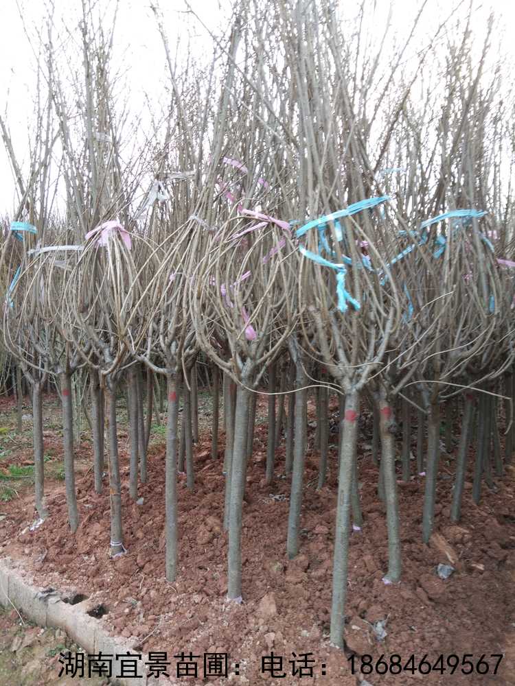 長(cháng)沙苗圃移栽櫻花(huā)工(gōng)程用(yòng)樹(shù)