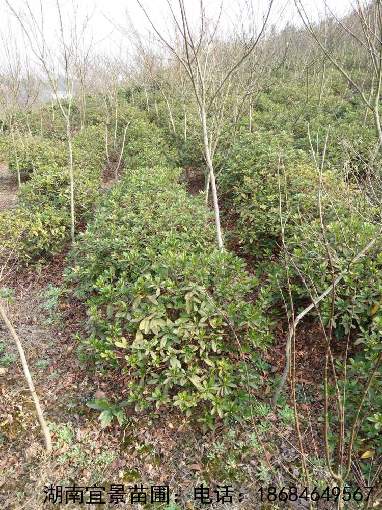 湖(hú)南(nán)長(cháng)沙杜鵑球出售