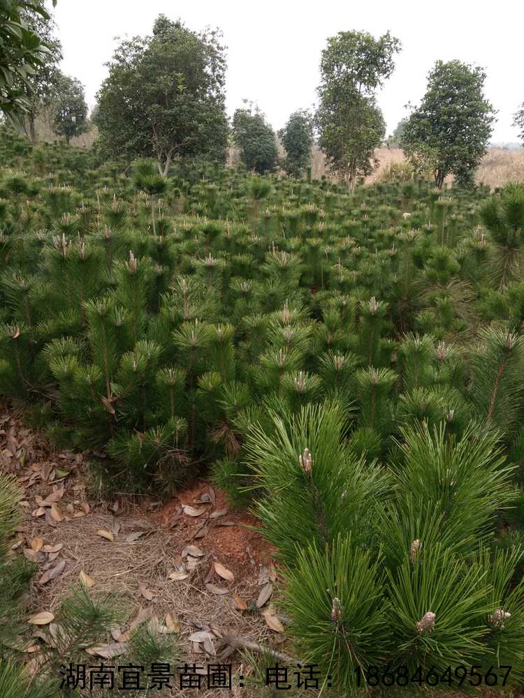 黑(hēi)松小(xiǎo)苗出售