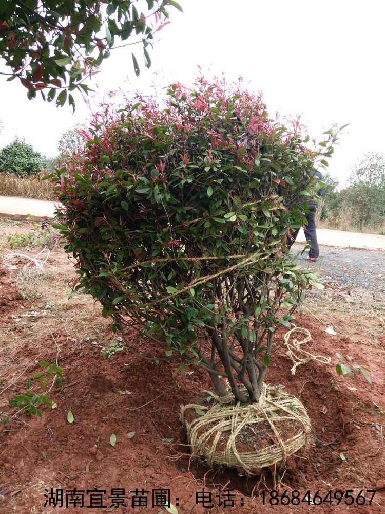 湖(hú)南(nán)長(cháng)沙苗圃大(dà)量供應批發紅(hóng)葉石楠精..