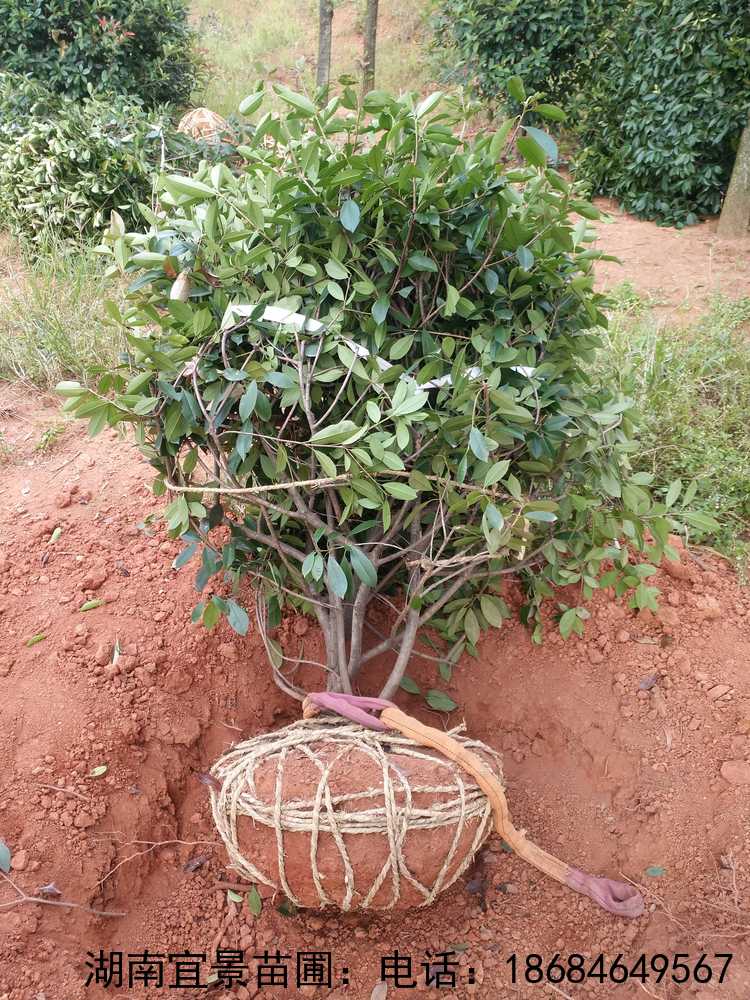 長(cháng)沙紅(hóng)葉石楠球批發