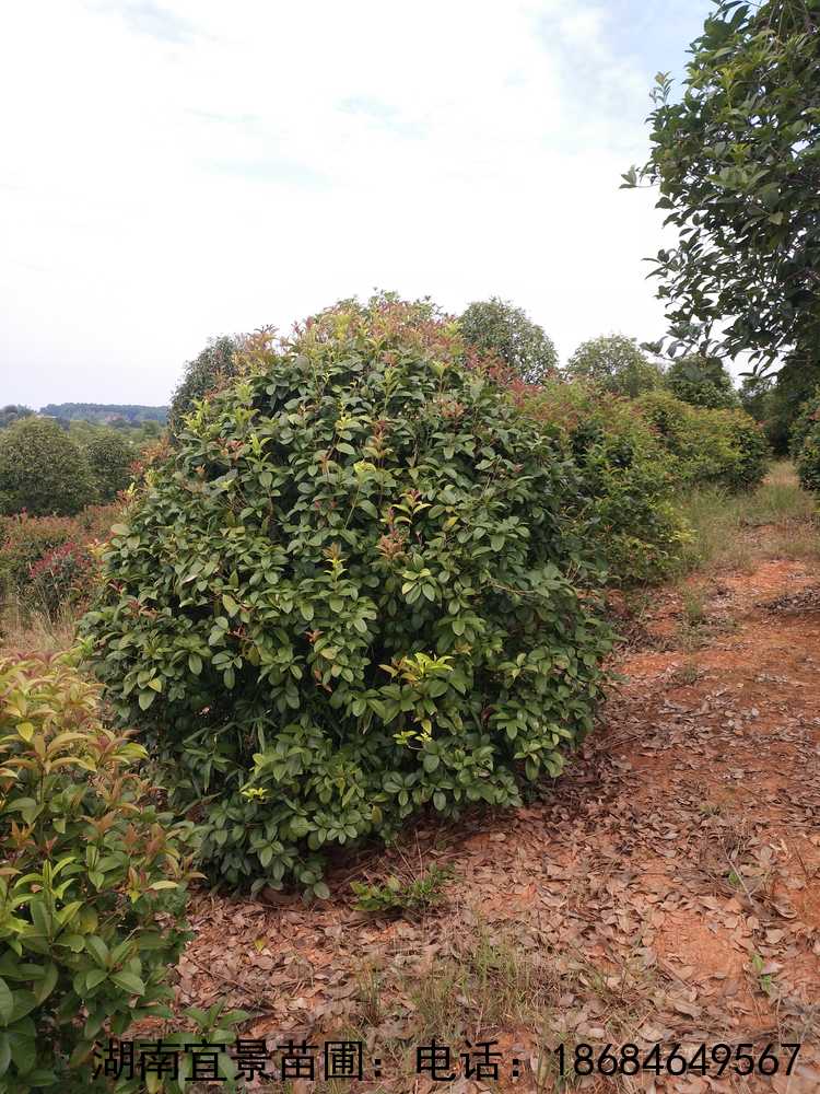 湖(hú)南(nán)紅(hóng)葉石楠球基地(dì)