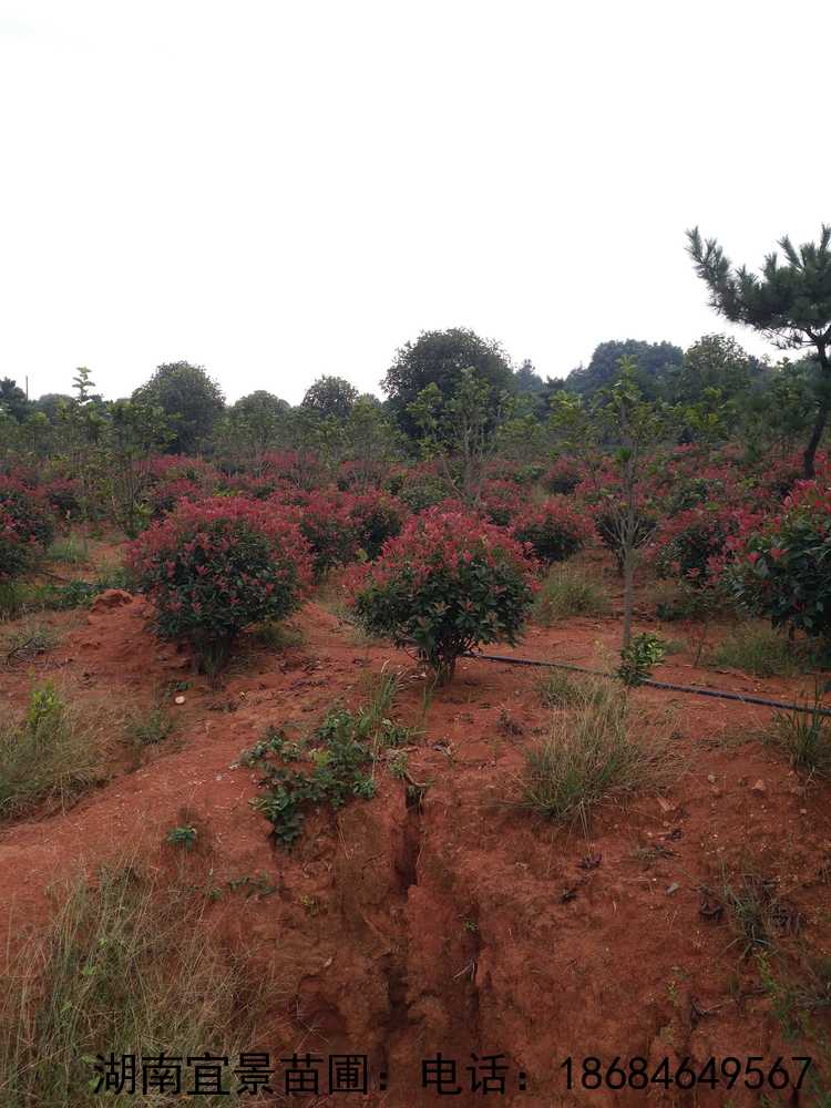 柏加紅(hóng)葉石楠球出售