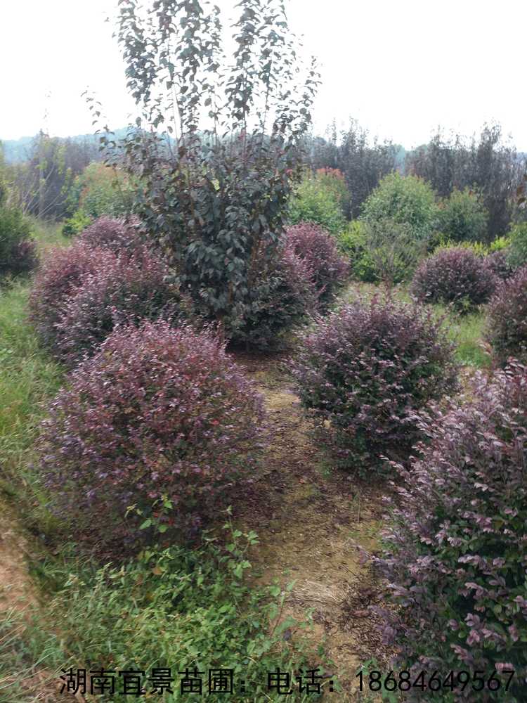 長(cháng)沙苗圃紅(hóng)繼木(mù)球出售