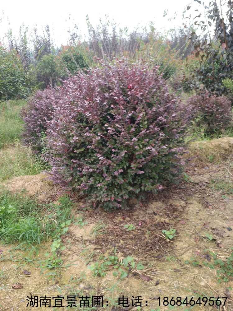 長(cháng)沙紅(hóng)繼木(mù)球批發