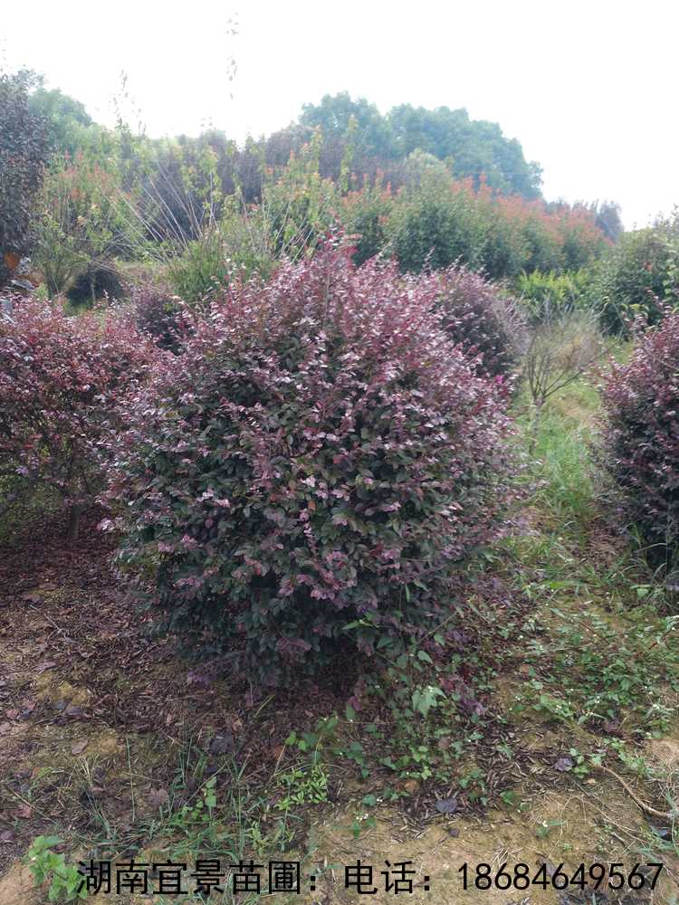 長(cháng)沙紅(hóng)花(huā)繼木(mù)球基地(dì)