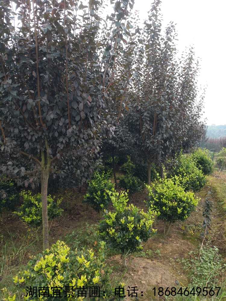 長(cháng)沙苗圃供應紅(hóng)葉李