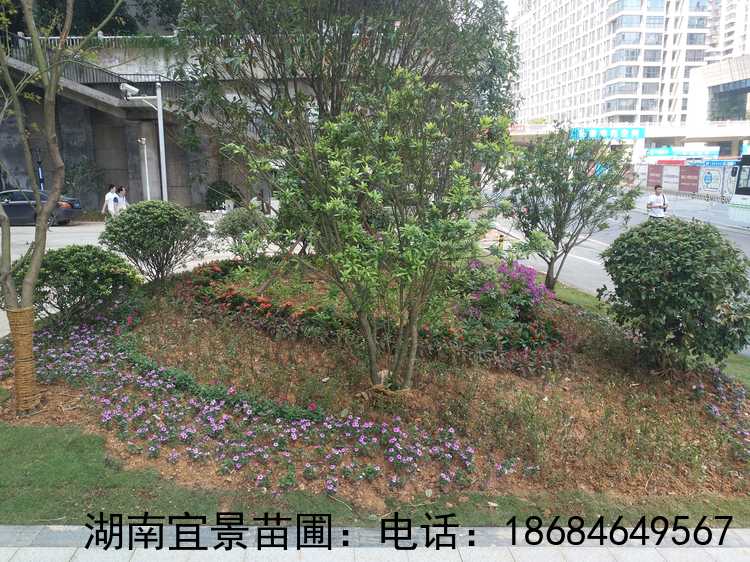 寫字樓樓盤周邊綠(lǜ)化(huà)項目