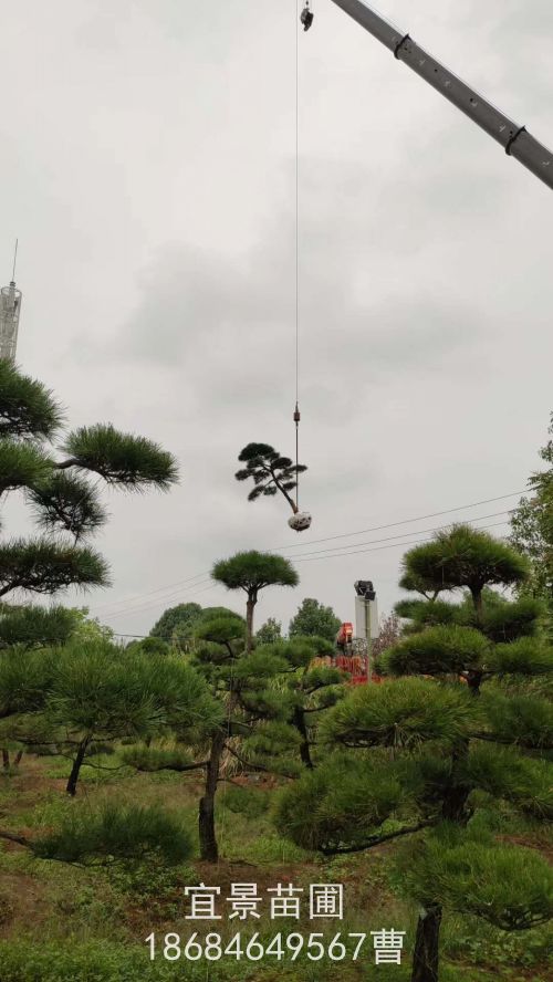 别墅高(gāo)檔綠(lǜ)化(huà)樹(shù)應該選什(shén)麽樹(shù)？