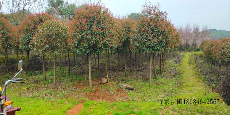 紅(hóng)葉石楠高(gāo)杆樹(shù)