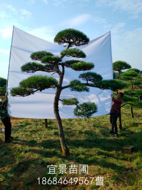 湖(hú)南(nán)大(dà)型黑(hēi)松直銷基地(dì)，造型黑(hēi)松直銷