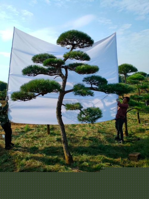 湖(hú)南(nán)大(dà)型黑(hēi)松直銷基地(dì)，造型黑(hēi)松直銷