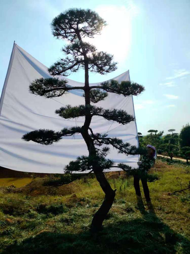 長(cháng)沙苗圃造型黑(hēi)松