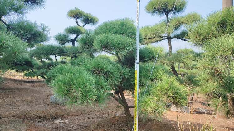 造型黑(hēi)松工(gōng)程樹(shù)哪裡(lǐ)多(duō)