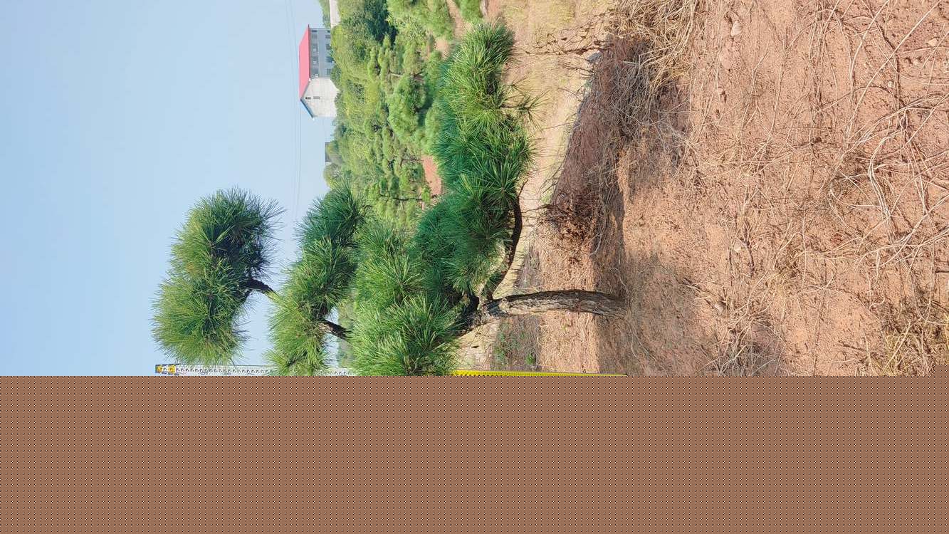 造型黑(hēi)松工(gōng)程苗批發