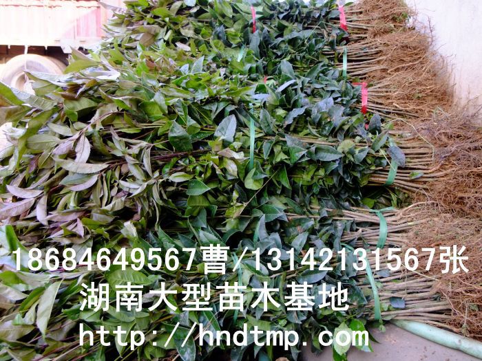 求購(gòu)桂花(huā)苗 長(cháng)沙桂花(huā)苗價格 湖(hú)南(nán)桂花(huā)苗價格 浏陽桂花(huā)苗價格 長(cháng)沙桂花(huā)苗價格 求購(gòu)桂花(huā)苗 長(cháng)沙桂花(huā)苗價格 湖(hú)南(nán)桂花(huā)苗價格 浏陽桂花(huā)苗價格 長(cháng)沙桂花(huā)苗價格