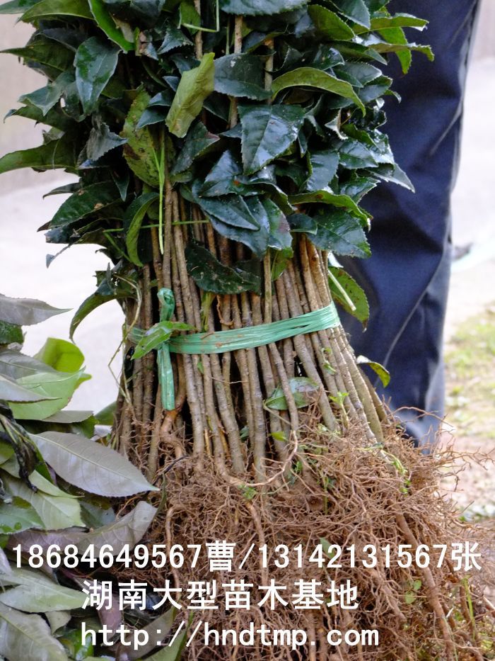 求購(gòu)桂花(huā)小(xiǎo)苗 供應桂花(huā)小(xiǎo)苗 求購(gòu)桂花(huā)苗 一(yī)米桂花(huā)苗什(shén)麽價格 桂花(huā)苗價格表 求購(gòu)桂花(huā)小(xiǎo)苗 供應桂花(huā)小(xiǎo)苗 求購(gòu)桂花(huā)苗 一(yī)米桂花(huā)苗什(shén)麽價格 桂花(huā)苗價格表