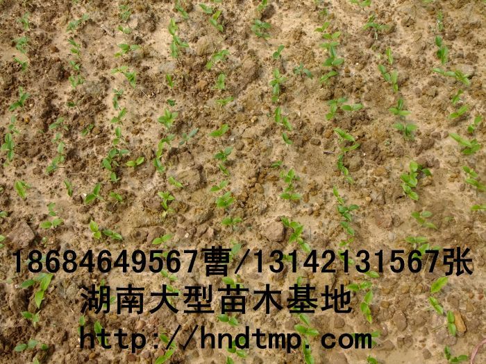 長(cháng)沙苗圃 長(cháng)沙苗木(mù) 桂花(huā)價格 長(cháng)沙桂花(huā)價格 長(cháng)沙桂花(huā)行(xíng)情 求購(gòu)桂花(huā) 供應桂花(huā) 桂花(huā)直銷