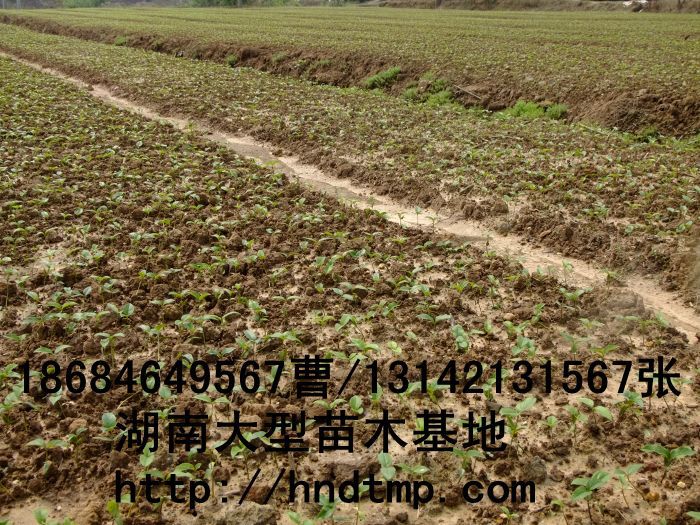 求購(gòu)桂花(huā)秧苗 供應桂花(huā)苗 長(cháng)沙桂花(huā)苗價格 湖(hú)南(nán)苗木(mù) 長(cháng)沙苗木(mù)