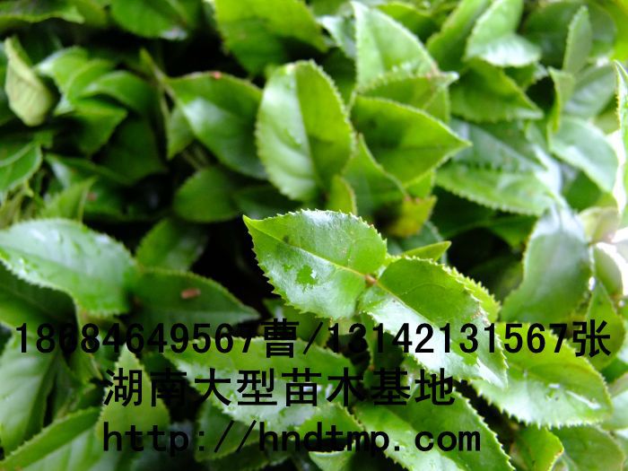 長(cháng)沙苗木(mù) 長(cháng)沙花(huā)木(mù) 長(cháng)沙苗圃 湖(hú)南(nán)花(huā)木(mù) 長(cháng)沙桂花(huā) 湖(hú)南(nán)桂花(huā) 桂花(huā)價格 求購(gòu)桂花(huā)