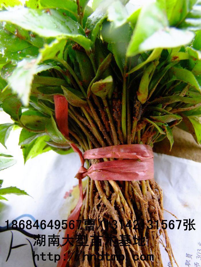 長(cháng)沙苗木(mù) 長(cháng)沙花(huā)木(mù) 長(cháng)沙苗圃 長(cháng)沙苗木(mù)基地(dì) 長(cháng)沙桂花(huā)基地(dì) 長(cháng)沙桂花(huā)行(xíng)情 湖(hú)南(nán)桂花(huā)價格