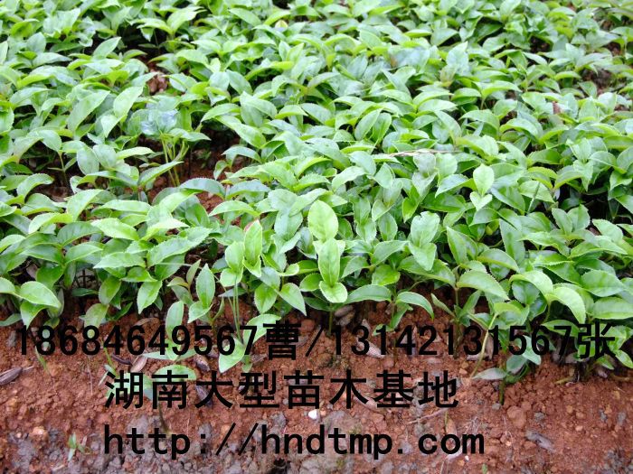 長(cháng)沙苗木(mù) 長(cháng)沙花(huā)木(mù) 長(cháng)沙苗圃 長(cháng)沙桂花(huā)基地(dì) 長(cháng)沙桂花(huā)價格 湖(hú)南(nán)桂花(huā)基地(dì) 湖(hú)南(nán)桂花(huā)行(xíng)情