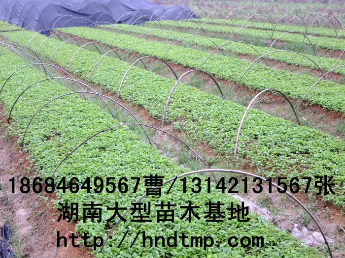 桂花(huā)價格 桂花(huā)芽苗價格 求購(gòu)桂花(huā)奶苗 供應桂花(huā)奶苗 桂花(huā)奶苗行(xíng)情