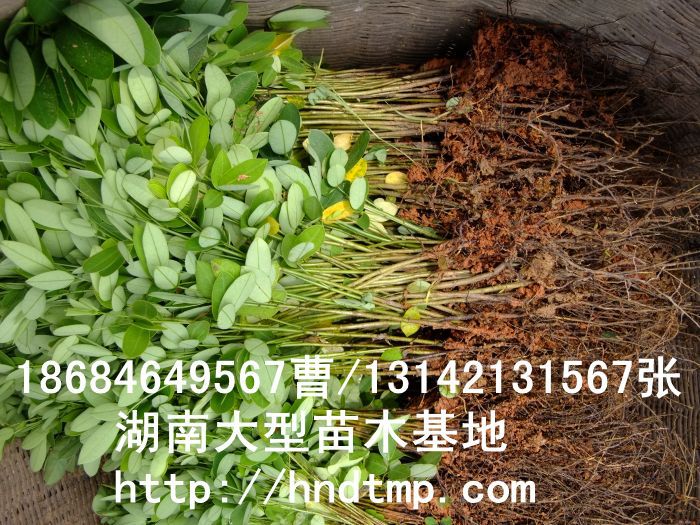 黃(huáng)花(huā)槐★黃(huáng)花(huā)槐價格★黃(huáng)花(huā)槐最新價格★黃(huáng)花(huā)槐最新行(xíng)情★黃(huáng)花(huā)槐湖(hú)南(nán)地(dì)區(qū)★湖(hú)南(nán)地(dì)區(qū)求購(gòu)黃(huáng)花(huā)槐★求購(gòu) 黃(huáng)花(huā)槐★黃(huáng)花(huā)槐價格★黃(huáng)花(huā)槐最新價格★黃(huáng)花(huā)槐最新行(xíng)情★黃(huáng)花(huā)槐湖(hú)南(nán)地(dì)區(qū)★湖(hú)南(nán)地(dì)區(qū)求購(gòu)黃(huáng)花(huā)槐★求購(gòu)