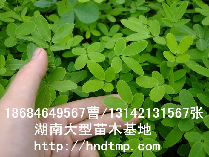 黃(huáng)花(huā)槐★黃(huáng)花(huā)槐價格★黃(huáng)花(huā)槐最新價格★黃(huáng)花(huā)槐最新行(xíng)情★黃(huáng)花(huā)槐湖(hú)南(nán)地(dì)區(qū)★湖(hú)南(nán)地(dì)區(qū)求購(gòu)黃(huáng)花(huā)槐★求購(gòu) 黃(huáng)花(huā)槐★黃(huáng)花(huā)槐價格★黃(huáng)花(huā)槐最新價格★黃(huáng)花(huā)槐最新行(xíng)情★黃(huáng)花(huā)槐湖(hú)南(nán)地(dì)區(qū)★湖(hú)南(nán)地(dì)區(qū)求購(gòu)黃(huáng)花(huā)槐★求購(gòu)
