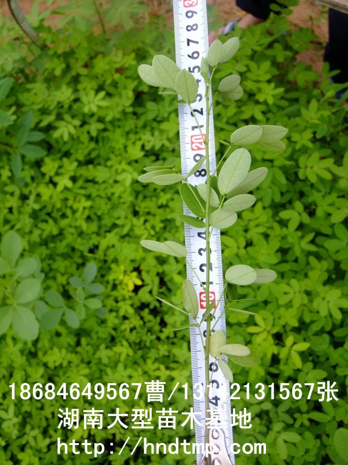 黃(huáng)花(huā)槐★黃(huáng)花(huā)槐價格★黃(huáng)花(huā)槐最新價格★黃(huáng)花(huā)槐最新行(xíng)情★黃(huáng)花(huā)槐湖(hú)南(nán)地(dì)區(qū)★湖(hú)南(nán)地(dì)區(qū)求購(gòu)黃(huáng)花(huā)槐★求購(gòu) 黃(huáng)花(huā)槐★黃(huáng)花(huā)槐價格★黃(huáng)花(huā)槐最新價格★黃(huáng)花(huā)槐最新行(xíng)情★黃(huáng)花(huā)槐湖(hú)南(nán)地(dì)區(qū)★湖(hú)南(nán)地(dì)區(qū)求購(gòu)黃(huáng)花(huā)槐★求購(gòu)