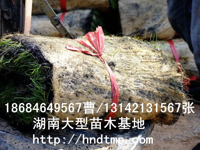 湖(hú)南(nán)草(cǎo)皮 湖(hú)南(nán)草(cǎo)皮