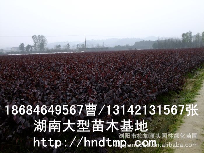 紅(hóng)花(huā)繼木(mù)★紅(hóng)花(huā)繼木(mù)小(xiǎo)苗★紅(hóng)花(huā)繼木(mù)球★紅(hóng)花(huā)繼木(mù)基地(dì)0★紅(hóng)花(huā)繼木(mù)苗木(mù)直銷★紅(hóng)花(huā)繼木(mù)苗圃直銷★湖(hú)南(nán)紅(hóng)花(huā)繼木(mù)基地(dì)★長(cháng)沙紅(hóng)花(huā)繼木(mù)基地(dì)★浏陽紅(hóng)花(huā)繼木(mù)基地(dì)★長(cháng)沙苗木(mù)基地(dì)★湖(hú)南(nán)苗木(mù)基地(dì)★浏陽苗木(mù)基地(dì)★浏陽花(huā)木(mù)之鄉(xiāng)★湖(hú)南(nán)哪裡(lǐ)花(huā)木(mù)多(duō)★長(cháng)沙苗圃基地(dì)★長(cháng)沙哪裡(lǐ)有(yǒu)苗木(mù)買★長(cháng)沙老(lǎo)苗場(chǎng)★苗圃直銷綠(lǜ)化(huà)苗木(mù)0★柏加苗木(mù)直銷★花(huā)木(mù)基地(dì)★種樹(shù)有(yǒu)什(shén)麽好(hǎo)處★紅(hóng)花(huā)繼木(mù)怎麽扡插★湖(hú)南(nán)紅(hóng)花(huā)繼木(mù)扡插苗★紅(hóng)花(huā)繼木(mù)古樁★造型紅(hóng)花(huā)繼木(mù)★紅(hóng)花(huā)繼木(mù)造型★紅(hóng)花(huā)繼木(mù)造型行(xíng)情★紅(hóng)花(huā)繼木(mù)造型價格★湖(hú)南(nán)造型紅(hóng)花(huā)繼木(mù)價格★長(cháng)沙哪裡(lǐ)有(yǒu)造型紅(hóng)花(huā)繼木(mù)買★浏陽哪裡(lǐ)有(yǒu)造型紅(hóng)花(huā)繼木(mù)買★紅(hóng) 紅(hóng)花(huā)繼木(mù)★紅(hóng)花(huā)繼木(mù)小(xiǎo)苗★紅(hóng)花(huā)繼木(mù)球★紅(hóng)花(huā)繼木(mù)基地(dì)0★紅(hóng)花(huā)繼木(mù)苗木(mù)直銷★紅(hóng)花(huā)繼木(mù)苗圃直銷★湖(hú)南(nán)紅(hóng)花(huā)繼木(mù)基地(dì)★長(cháng)沙紅(hóng)花(huā)繼木(mù)基地(dì)★浏陽紅(hóng)花(huā)繼木(mù)基地(dì)★長(cháng)沙苗木(mù)基地(dì)★湖(hú)南(nán)苗木(mù)基地(dì)★浏陽苗木(mù)基地(dì)★浏陽花(huā)木(mù)之鄉(xiāng)★湖(hú)南(nán)哪裡(lǐ)花(huā)木(mù)多(duō)★長(cháng)沙苗圃基地(dì)★長(cháng)沙哪裡(lǐ)有(yǒu)苗木(mù)買★長(cháng)沙老(lǎo)苗場(chǎng)★苗圃直銷綠(lǜ)化(huà)苗木(mù)0★柏加苗木(mù)直銷★花(huā)木(mù)基地(dì)★種樹(shù)有(yǒu)什(shén)麽好(hǎo)處★紅(hóng)花(huā)繼木(mù)怎麽扡插★湖(hú)南(nán)紅(hóng)花(huā)繼木(mù)扡插苗★紅(hóng)花(huā)繼木(mù)古樁★造型紅(hóng)花(huā)繼木(mù)★紅(hóng)花(huā)繼木(mù)造型★紅(hóng)花(huā)繼木(mù)造型行(xíng)情★紅(hóng)花(huā)繼木(mù)造型價格★湖(hú)南(nán)造型紅(hóng)花(huā)繼木(mù)價格★長(cháng)沙哪裡(lǐ)有(yǒu)造型紅(hóng)花(huā)繼木(mù)買★浏陽哪裡(lǐ)有(yǒu)造型紅(hóng)花(huā)繼木(mù)買★紅(hóng)