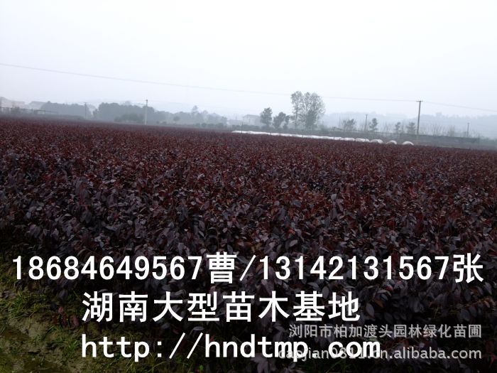 紅(hóng)花(huā)繼木(mù)★紅(hóng)花(huā)繼木(mù)小(xiǎo)苗★紅(hóng)花(huā)繼木(mù)球★紅(hóng)花(huā)繼木(mù)基地(dì)0★紅(hóng)花(huā)繼木(mù)苗木(mù)直銷★紅(hóng)花(huā)繼木(mù)苗圃直銷★湖(hú)南(nán)紅(hóng)花(huā)繼木(mù)基地(dì)★長(cháng)沙紅(hóng)花(huā)繼木(mù)基地(dì)★浏陽紅(hóng)花(huā)繼木(mù)基地(dì)★長(cháng)沙苗木(mù)基地(dì)★湖(hú)南(nán)苗木(mù)基地(dì)★浏陽苗木(mù)基地(dì)★浏陽花(huā)木(mù)之鄉(xiāng)★湖(hú)南(nán)哪裡(lǐ)花(huā)木(mù)多(duō)★長(cháng)沙苗圃基地(dì)★長(cháng)沙哪裡(lǐ)有(yǒu)苗木(mù)買★長(cháng)沙老(lǎo)苗場(chǎng)★苗圃直銷綠(lǜ)化(huà)苗木(mù)0★柏加苗木(mù)直銷★花(huā)木(mù)基地(dì)★種樹(shù)有(yǒu)什(shén)麽好(hǎo)處★紅(hóng)花(huā)繼木(mù)怎麽扡插★湖(hú)南(nán)紅(hóng)花(huā)繼木(mù)扡插苗★紅(hóng)花(huā)繼木(mù)古樁★造型紅(hóng)花(huā)繼木(mù)★紅(hóng)花(huā)繼木(mù)造型★紅(hóng)花(huā)繼木(mù)造型行(xíng)情★紅(hóng)花(huā)繼木(mù)造型價格★湖(hú)南(nán)造型紅(hóng)花(huā)繼木(mù)價格★長(cháng)沙哪裡(lǐ)有(yǒu)造型紅(hóng)花(huā)繼木(mù)買★浏陽哪裡(lǐ)有(yǒu)造型紅(hóng)花(huā)繼木(mù)買★紅(hóng) 紅(hóng)花(huā)繼木(mù)★紅(hóng)花(huā)繼木(mù)小(xiǎo)苗★紅(hóng)花(huā)繼木(mù)球★紅(hóng)花(huā)繼木(mù)基地(dì)0★紅(hóng)花(huā)繼木(mù)苗木(mù)直銷★紅(hóng)花(huā)繼木(mù)苗圃直銷★湖(hú)南(nán)紅(hóng)花(huā)繼木(mù)基地(dì)★長(cháng)沙紅(hóng)花(huā)繼木(mù)基地(dì)★浏陽紅(hóng)花(huā)繼木(mù)基地(dì)★長(cháng)沙苗木(mù)基地(dì)★湖(hú)南(nán)苗木(mù)基地(dì)★浏陽苗木(mù)基地(dì)★浏陽花(huā)木(mù)之鄉(xiāng)★湖(hú)南(nán)哪裡(lǐ)花(huā)木(mù)多(duō)★長(cháng)沙苗圃基地(dì)★長(cháng)沙哪裡(lǐ)有(yǒu)苗木(mù)買★長(cháng)沙老(lǎo)苗場(chǎng)★苗圃直銷綠(lǜ)化(huà)苗木(mù)0★柏加苗木(mù)直銷★花(huā)木(mù)基地(dì)★種樹(shù)有(yǒu)什(shén)麽好(hǎo)處★紅(hóng)花(huā)繼木(mù)怎麽扡插★湖(hú)南(nán)紅(hóng)花(huā)繼木(mù)扡插苗★紅(hóng)花(huā)繼木(mù)古樁★造型紅(hóng)花(huā)繼木(mù)★紅(hóng)花(huā)繼木(mù)造型★紅(hóng)花(huā)繼木(mù)造型行(xíng)情★紅(hóng)花(huā)繼木(mù)造型價格★湖(hú)南(nán)造型紅(hóng)花(huā)繼木(mù)價格★長(cháng)沙哪裡(lǐ)有(yǒu)造型紅(hóng)花(huā)繼木(mù)買★浏陽哪裡(lǐ)有(yǒu)造型紅(hóng)花(huā)繼木(mù)買★紅(hóng)