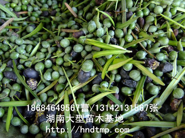 羅漢松·羅漢松價格·羅漢松最新價格·羅漢松最新價格行(xíng)情·湖(hú)南(nán)羅漢松價格·長(cháng)沙羅漢松價格·浏陽羅漢松價格·湖(hú)南(nán)哪裡(lǐ)有(yǒu)羅漢松買·湖(hú)南(nán)長(cháng)沙羅漢松苗圃·求購(gòu)3公分(fēn)羅漢松·求購(gòu)4公分(fēn)羅漢松·求購(gòu)5公分(fēn)羅漢松·求購(gòu)6公分(fēn)羅漢松·求購(gòu)7公分(fēn)羅漢松·求購(gòu)8公分(fēn)羅漢松·求購(gòu)9公分(fēn)羅漢松·求購(gòu)10公分(fēn)羅漢松·求購(gòu)11-12-13-14-15-16-17-18-19-20羅漢松·求購(gòu)3-4-5-6-7-8-9-10-11-12-13-14-15-16-17公分(fēn)羅漢松·求購(gòu)羅漢松·求購(gòu)特價羅漢松·求購(gòu)特價羅漢松處理(lǐ)·清場(chǎng)羅漢松· 羅漢松·羅漢松價格·羅漢松最新價格·羅漢松最新價格行(xíng)情·湖(hú)南(nán)羅漢松價格·長(cháng)沙羅漢松價格·浏陽羅漢松價格·湖(hú)南(nán)哪裡(lǐ)有(yǒu)羅漢松買·湖(hú)南(nán)長(cháng)沙羅漢松苗圃·求購(gòu)3公分(fēn)羅漢松·求購(gòu)4公分(fēn)羅漢松·求購(gòu)5公分(fēn)羅漢松·求購(gòu)6公分(fēn)羅漢松·求購(gòu)7公分(fēn)羅漢松·求購(gòu)8公分(fēn)羅漢松·求購(gòu)9公分(fēn)羅漢松·求購(gòu)10公分(fēn)羅漢松·求購(gòu)11-12-13-14-15-16-17-18-19-20羅漢松·求購(gòu)3-4-5-6-7-8-9-10-11-12-13-14-15-16-17公分(fēn)羅漢松·求購(gòu)羅漢松·求購(gòu)特價羅漢松·求購(gòu)特價羅漢松處理(lǐ)·清場(chǎng)羅漢松·