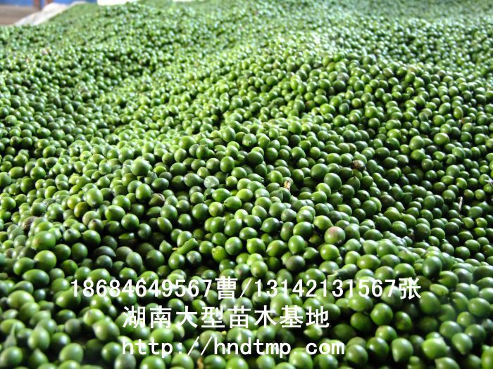 羅漢松·羅漢松價格·羅漢松最新價格·羅漢松最新價格行(xíng)情·湖(hú)南(nán)羅漢松價格·長(cháng)沙羅漢松價格·浏陽羅漢松價格·湖(hú)南(nán)哪裡(lǐ)有(yǒu)羅漢松買·湖(hú)南(nán)長(cháng)沙羅漢松苗圃·求購(gòu)3公分(fēn)羅漢松·求購(gòu)4公分(fēn)羅漢松·求購(gòu)5公分(fēn)羅漢松·求購(gòu)6公分(fēn)羅漢松·求購(gòu)7公分(fēn)羅漢松·求購(gòu)8公分(fēn)羅漢松·求購(gòu)9公分(fēn)羅漢松·求購(gòu)10公分(fēn)羅漢松·求購(gòu)11-12-13-14-15-16-17-18-19-20羅漢松·求購(gòu)3-4-5-6-7-8-9-10-11-12-13-14-15-16-17公分(fēn)羅漢松·求購(gòu)羅漢松·求購(gòu)特價羅漢松·求購(gòu)特價羅漢松處理(lǐ)·清場(chǎng)羅漢松· 羅漢松·羅漢松價格·羅漢松最新價格·羅漢松最新價格行(xíng)情·湖(hú)南(nán)羅漢松價格·長(cháng)沙羅漢松價格·浏陽羅漢松價格·湖(hú)南(nán)哪裡(lǐ)有(yǒu)羅漢松買·湖(hú)南(nán)長(cháng)沙羅漢松苗圃·求購(gòu)3公分(fēn)羅漢松·求購(gòu)4公分(fēn)羅漢松·求購(gòu)5公分(fēn)羅漢松·求購(gòu)6公分(fēn)羅漢松·求購(gòu)7公分(fēn)羅漢松·求購(gòu)8公分(fēn)羅漢松·求購(gòu)9公分(fēn)羅漢松·求購(gòu)10公分(fēn)羅漢松·求購(gòu)11-12-13-14-15-16-17-18-19-20羅漢松·求購(gòu)3-4-5-6-7-8-9-10-11-12-13-14-15-16-17公分(fēn)羅漢松·求購(gòu)羅漢松·求購(gòu)特價羅漢松·求購(gòu)特價羅漢松處理(lǐ)·清場(chǎng)羅漢松·