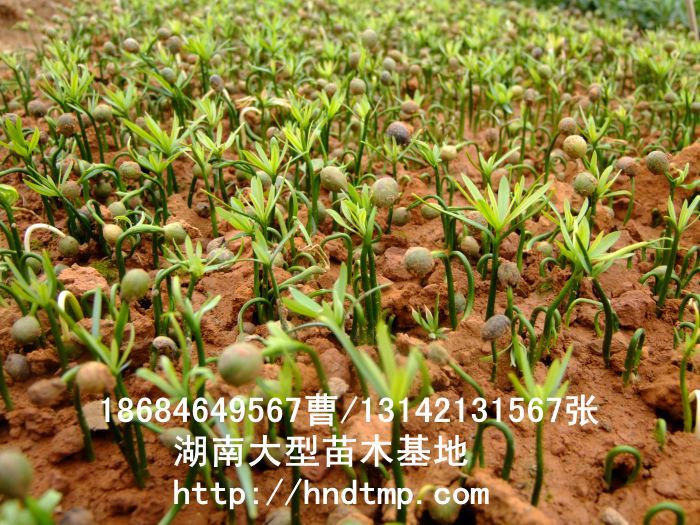 羅漢松·羅漢松價格·羅漢松最新價格·羅漢松最新價格行(xíng)情·湖(hú)南(nán)羅漢松價格·長(cháng)沙羅漢松價格·浏陽羅漢松價格·湖(hú)南(nán)哪裡(lǐ)有(yǒu)羅漢松買·湖(hú)南(nán)長(cháng)沙羅漢松苗圃·求購(gòu)3公分(fēn)羅漢松·求購(gòu)4公分(fēn)羅漢松·求購(gòu)5公分(fēn)羅漢松·求購(gòu)6公分(fēn)羅漢松·求購(gòu)7公分(fēn)羅漢松·求購(gòu)8公分(fēn)羅漢松·求購(gòu)9公分(fēn)羅漢松·求購(gòu)10公分(fēn)羅漢松·求購(gòu)11-12-13-14-15-16-17-18-19-20羅漢松·求購(gòu)3-4-5-6-7-8-9-10-11-12-13-14-15-16-17公分(fēn)羅漢松·求購(gòu)羅漢松·求購(gòu)特價羅漢松·求購(gòu)特價羅漢松處理(lǐ)·清場(chǎng)羅漢松· 羅漢松·羅漢松價格·羅漢松最新價格·羅漢松最新價格行(xíng)情·湖(hú)南(nán)羅漢松價格·長(cháng)沙羅漢松價格·浏陽羅漢松價格·湖(hú)南(nán)哪裡(lǐ)有(yǒu)羅漢松買·湖(hú)南(nán)長(cháng)沙羅漢松苗圃·求購(gòu)3公分(fēn)羅漢松·求購(gòu)4公分(fēn)羅漢松·求購(gòu)5公分(fēn)羅漢松·求購(gòu)6公分(fēn)羅漢松·求購(gòu)7公分(fēn)羅漢松·求購(gòu)8公分(fēn)羅漢松·求購(gòu)9公分(fēn)羅漢松·求購(gòu)10公分(fēn)羅漢松·求購(gòu)11-12-13-14-15-16-17-18-19-20羅漢松·求購(gòu)3-4-5-6-7-8-9-10-11-12-13-14-15-16-17公分(fēn)羅漢松·求購(gòu)羅漢松·求購(gòu)特價羅漢松·求購(gòu)特價羅漢松處理(lǐ)·清場(chǎng)羅漢松·