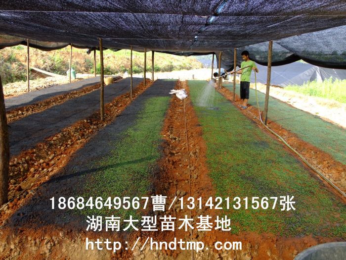 羅漢松·羅漢松價格·羅漢松最新價格·羅漢松最新價格行(xíng)情·湖(hú)南(nán)羅漢松價格·長(cháng)沙羅漢松價格·浏陽羅漢松價格·湖(hú)南(nán)哪裡(lǐ)有(yǒu)羅漢松買·湖(hú)南(nán)長(cháng)沙羅漢松苗圃·求購(gòu)3公分(fēn)羅漢松·求購(gòu)4公分(fēn)羅漢松·求購(gòu)5公分(fēn)羅漢松·求購(gòu)6公分(fēn)羅漢松·求購(gòu)7公分(fēn)羅漢松·求購(gòu)8公分(fēn)羅漢松·求購(gòu)9公分(fēn)羅漢松·求購(gòu)10公分(fēn)羅漢松·求購(gòu)11-12-13-14-15-16-17-18-19-20羅漢松·求購(gòu)3-4-5-6-7-8-9-10-11-12-13-14-15-16-17公分(fēn)羅漢松·求購(gòu)羅漢松·求購(gòu)特價羅漢松·求購(gòu)特價羅漢松處理(lǐ)·清場(chǎng)羅漢松· 羅漢松·羅漢松價格·羅漢松最新價格·羅漢松最新價格行(xíng)情·湖(hú)南(nán)羅漢松價格·長(cháng)沙羅漢松價格·浏陽羅漢松價格·湖(hú)南(nán)哪裡(lǐ)有(yǒu)羅漢松買·湖(hú)南(nán)長(cháng)沙羅漢松苗圃·求購(gòu)3公分(fēn)羅漢松·求購(gòu)4公分(fēn)羅漢松·求購(gòu)5公分(fēn)羅漢松·求購(gòu)6公分(fēn)羅漢松·求購(gòu)7公分(fēn)羅漢松·求購(gòu)8公分(fēn)羅漢松·求購(gòu)9公分(fēn)羅漢松·求購(gòu)10公分(fēn)羅漢松·求購(gòu)11-12-13-14-15-16-17-18-19-20羅漢松·求購(gòu)3-4-5-6-7-8-9-10-11-12-13-14-15-16-17公分(fēn)羅漢松·求購(gòu)羅漢松·求購(gòu)特價羅漢松·求購(gòu)特價羅漢松處理(lǐ)·清場(chǎng)羅漢松·