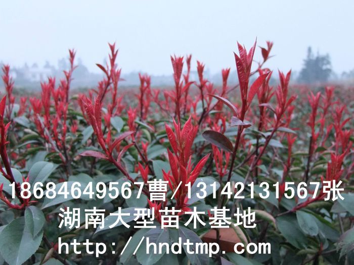 紅(hóng)葉石楠價格 紅(hóng)葉石楠球價格 湖(hú)南(nán)紅(hóng)葉石楠基地(dì) 湖(hú)南(nán)哪裡(lǐ)有(yǒu)紅(hóng)葉石楠球買 紅(hóng)葉石楠價格 紅(hóng)葉石楠球價格 湖(hú)南(nán)紅(hóng)葉石楠基地(dì) 湖(hú)南(nán)哪裡(lǐ)有(yǒu)紅(hóng)葉石楠球買
