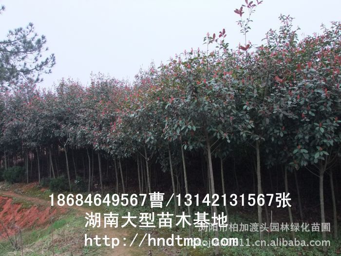 紅(hóng)葉石楠球 紅(hóng)葉石楠球價格 湖(hú)南(nán)哪裡(lǐ)有(yǒu)紅(hóng)葉石楠球買 長(cháng)沙紅(hóng)葉石楠基地(dì) 長(cháng)沙苗木(mù) 長(cháng)沙苗圃 湖(hú)南(nán)苗木(mù) 紅(hóng)葉石楠球 紅(hóng)葉石楠球價格 湖(hú)南(nán)哪裡(lǐ)有(yǒu)紅(hóng)葉石楠球買 長(cháng)沙紅(hóng)葉石楠基地(dì) 長(cháng)沙苗木(mù) 長(cháng)沙苗圃 湖(hú)南(nán)苗木(mù)